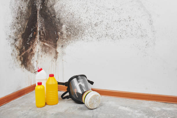 Best Residential Mold Removal  in Pueblo West, CO