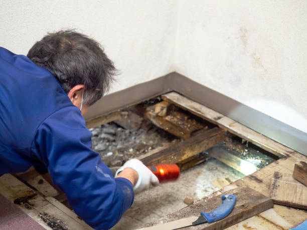 Best Mold Remediation Services  in Pueblo West, CO