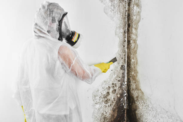 Best Certified Mold Removal  in Pueblo West, CO