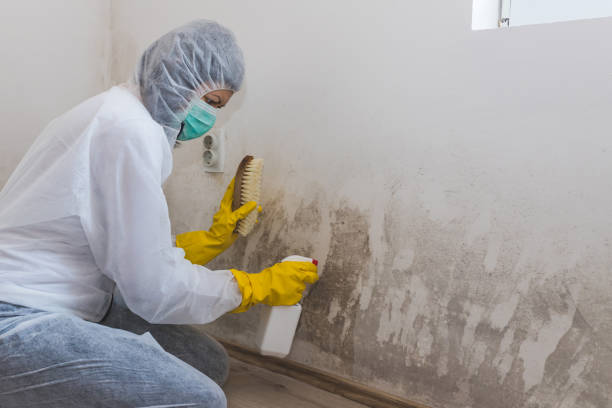 Best Mold Removal and Inspection  in Pueblo West, CO