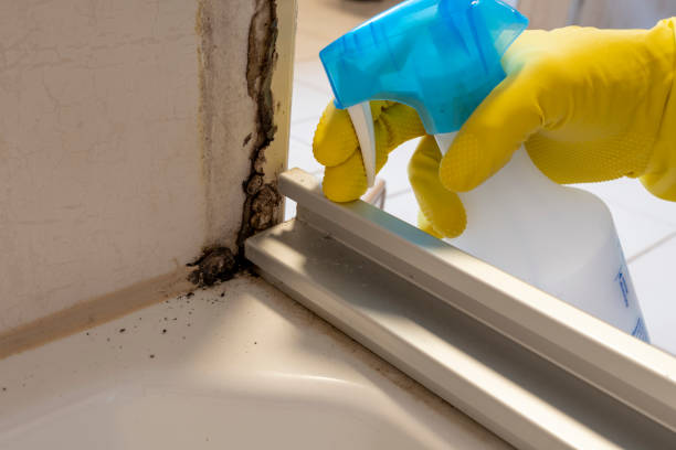 Best Fast Mold Removal  in Pueblo West, CO