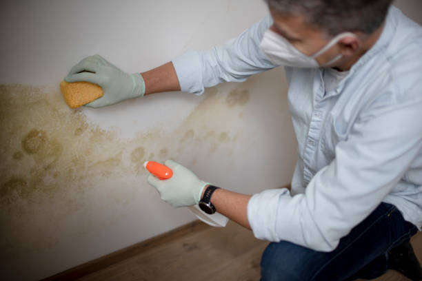 Best Mold Testing  in Pueblo West, CO