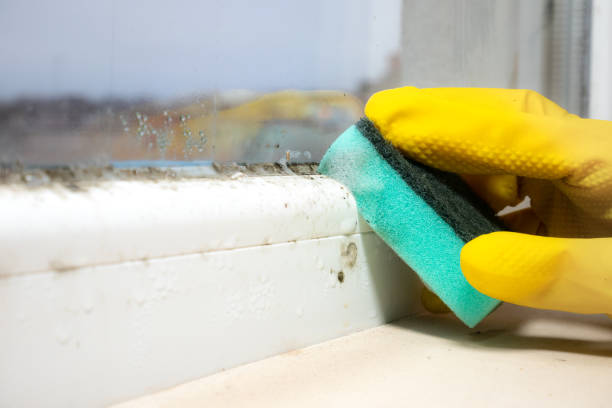 Best Professional Mold Removal  in Pueblo West, CO