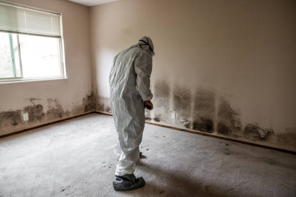 Best Commercial Mold Removal  in Pueblo West, CO