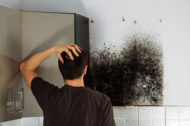 Best Office Mold Removal Services  in Pueblo West, CO