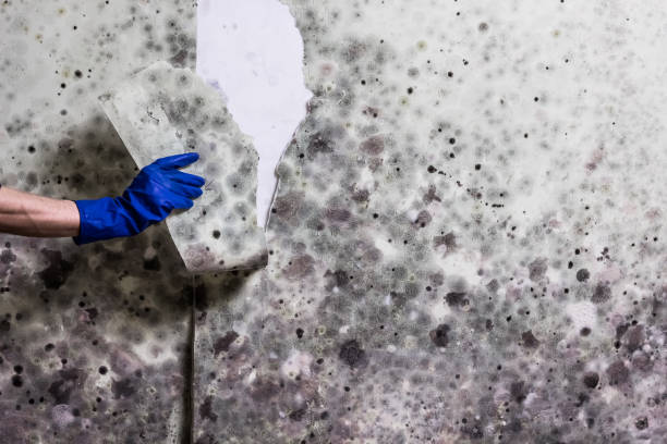 Best Mold Damage Repair  in Pueblo West, CO